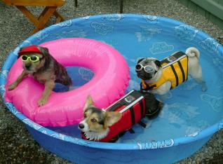 pool_dogs
